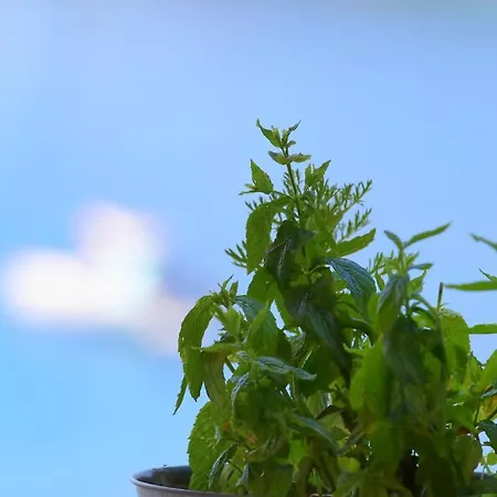 公寓式酒店 Poros